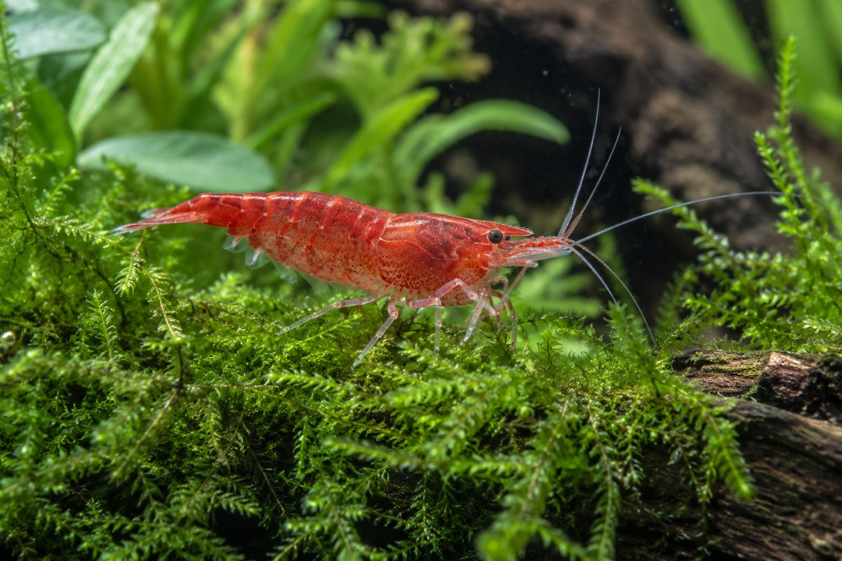 Crevette d’eau douce rouge dans un aquarium planté
